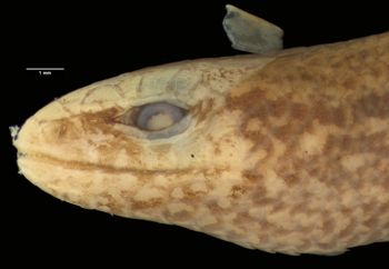 Media type: image;   Herpetology R-37205
